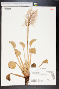 Eichhornia crassipes image