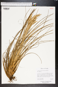 Tillandsia balbisiana image