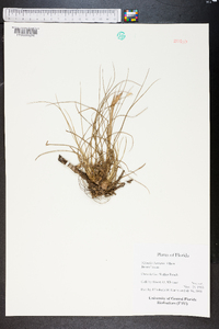 Tillandsia bartramii image