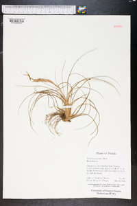 Tillandsia bartramii image