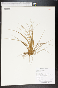 Tillandsia bartramii image