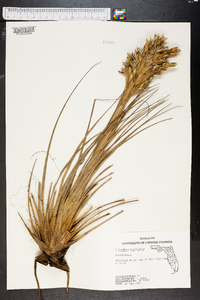 Tillandsia fasciculata image