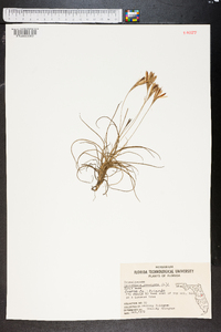 Tillandsia recurvata image