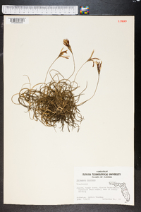 Tillandsia recurvata image