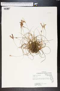 Tillandsia recurvata image