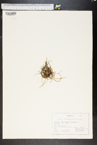 Tillandsia recurvata image