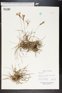 Tillandsia recurvata image