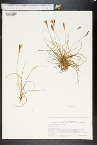 Tillandsia recurvata image