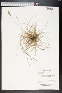 Tillandsia recurvata image