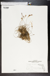 Tillandsia recurvata image