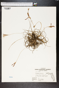 Tillandsia recurvata image