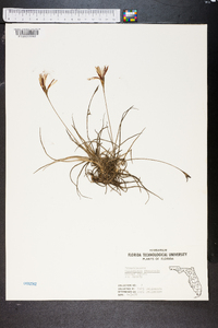 Tillandsia recurvata image