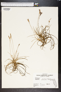 Tillandsia recurvata image