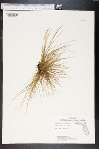 Tillandsia tenuifolia image