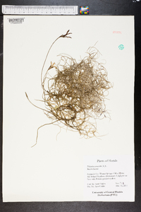 Tillandsia usneoides image