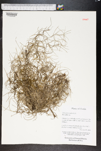 Tillandsia usneoides image