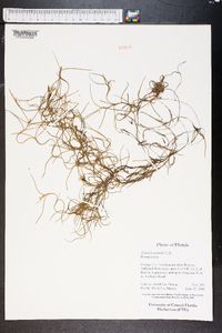 Tillandsia usneoides image