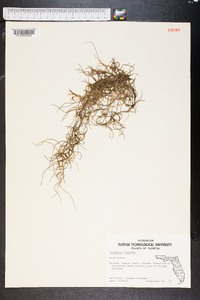 Tillandsia usneoides image