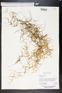 Tillandsia usneoides image