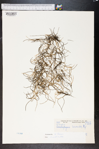 Tillandsia usneoides image