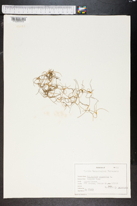 Tillandsia usneoides image