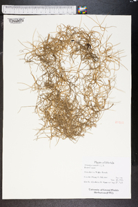 Tillandsia usneoides image