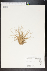 Tillandsia utriculata image