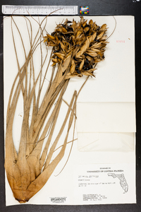 Tillandsia utriculata image