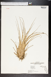 Tillandsia utriculata image