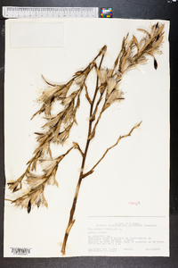 Tillandsia utriculata image