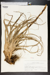 Tillandsia utriculata image