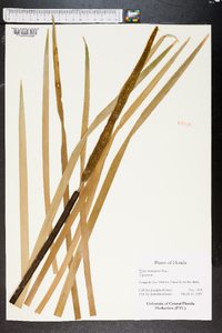 Typha domingensis image