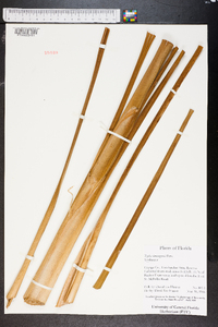 Typha domingensis image