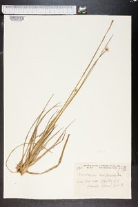 Eriocaulon compressum image