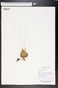 Eriocaulon compressum image