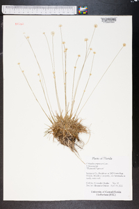 Eriocaulon compressum image