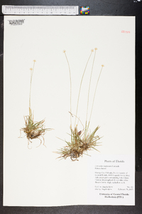 Eriocaulon compressum image