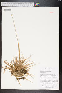 Eriocaulon compressum image