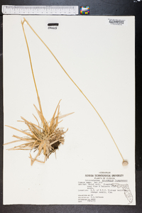 Eriocaulon compressum image