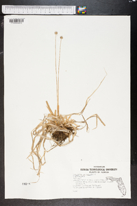 Eriocaulon decangulare image