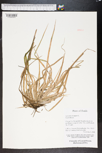 Eriocaulon decangulare image