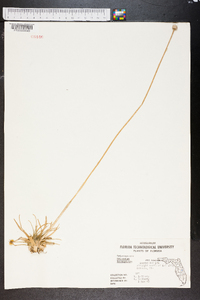 Eriocaulon decangulare image