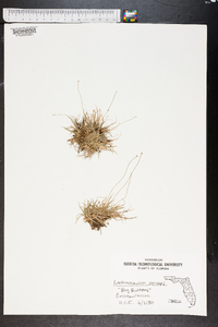 Lachnocaulon anceps image