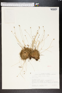 Lachnocaulon anceps image