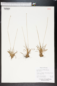 Lachnocaulon anceps image