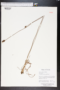 Xyris caroliniana image