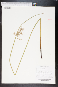 Juncus roemerianus image