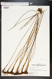 Juncus roemerianus image