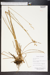 Juncus scirpoides image