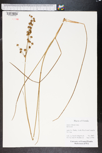 Juncus scirpoides image